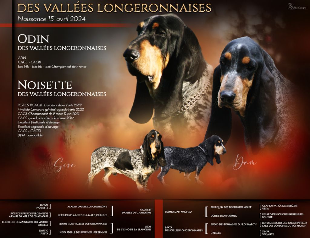 des vallées longeronnaises - Chiot disponible  - Basset bleu de Gascogne