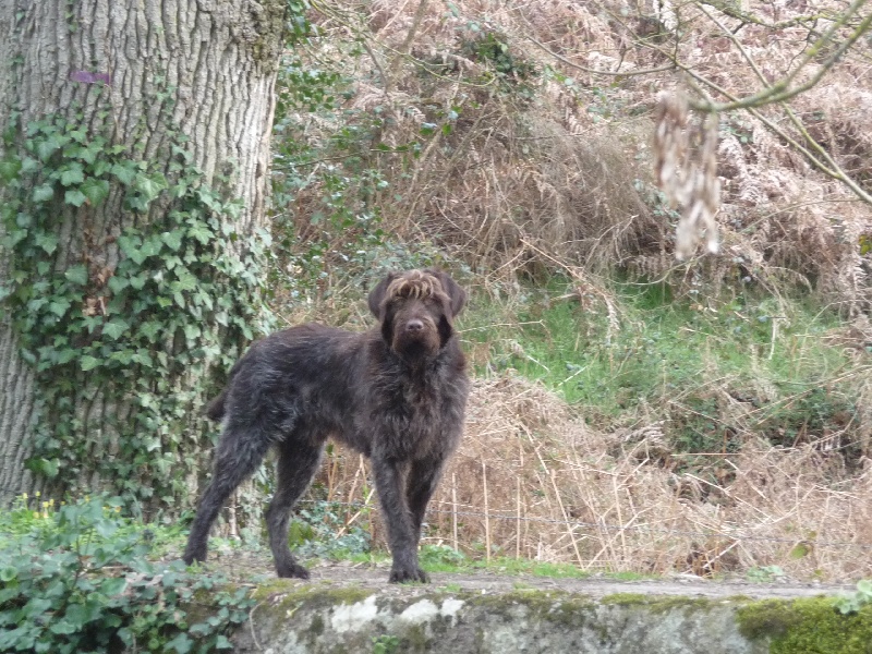 Falcor des vallées longeronnaises