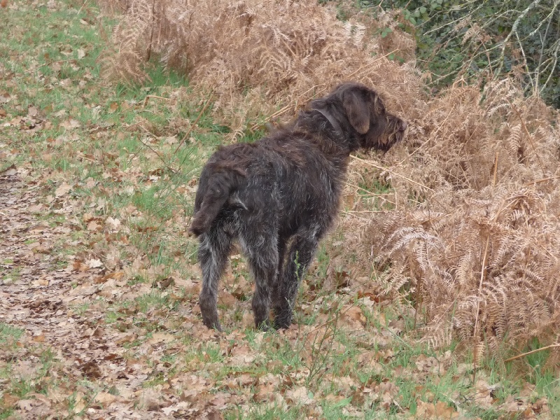 Falcor des vallées longeronnaises