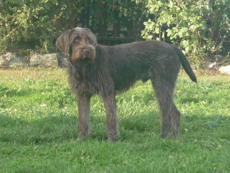 Falcor des vallées longeronnaises