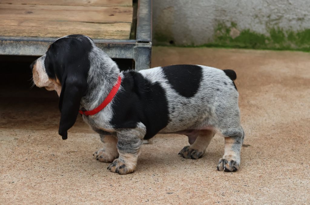 des vallées longeronnaises - Chiot disponible  - Basset bleu de Gascogne