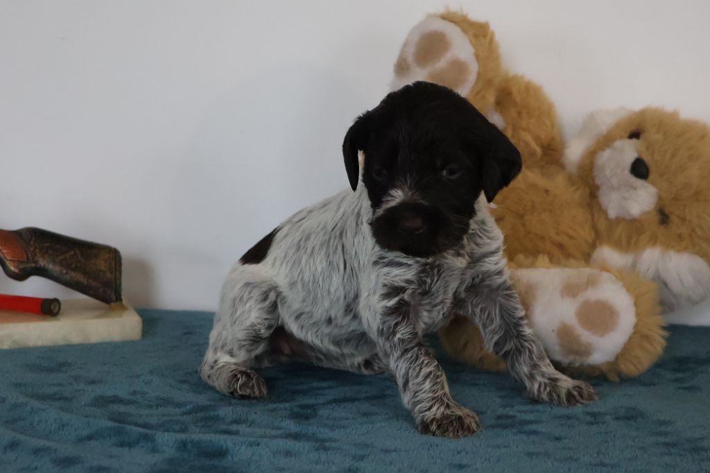 des vallées longeronnaises - Chiot disponible  - Griffon d'arrêt à poil dur Korthals