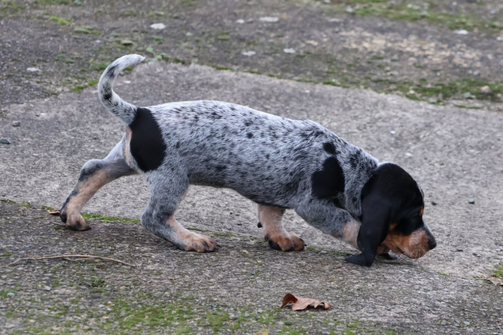 des vallées longeronnaises - Chiot disponible  - Basset bleu de Gascogne