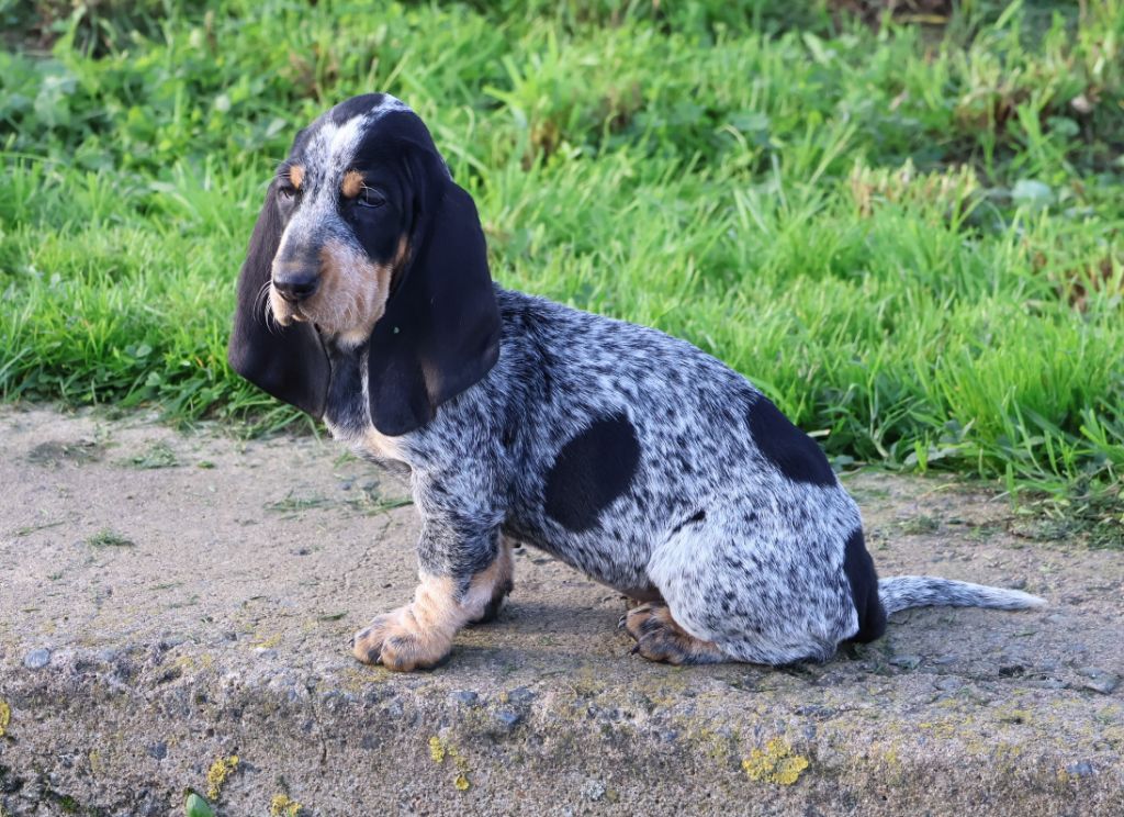 des vallées longeronnaises - Chiot disponible  - Basset bleu de Gascogne