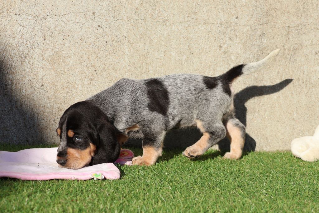 des vallées longeronnaises - Chiot disponible  - Basset bleu de Gascogne