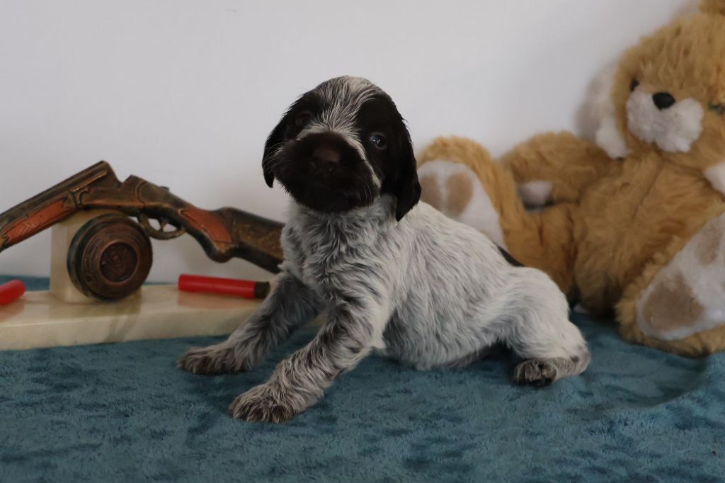 des vallées longeronnaises - Chiot disponible  - Griffon d'arrêt à poil dur Korthals