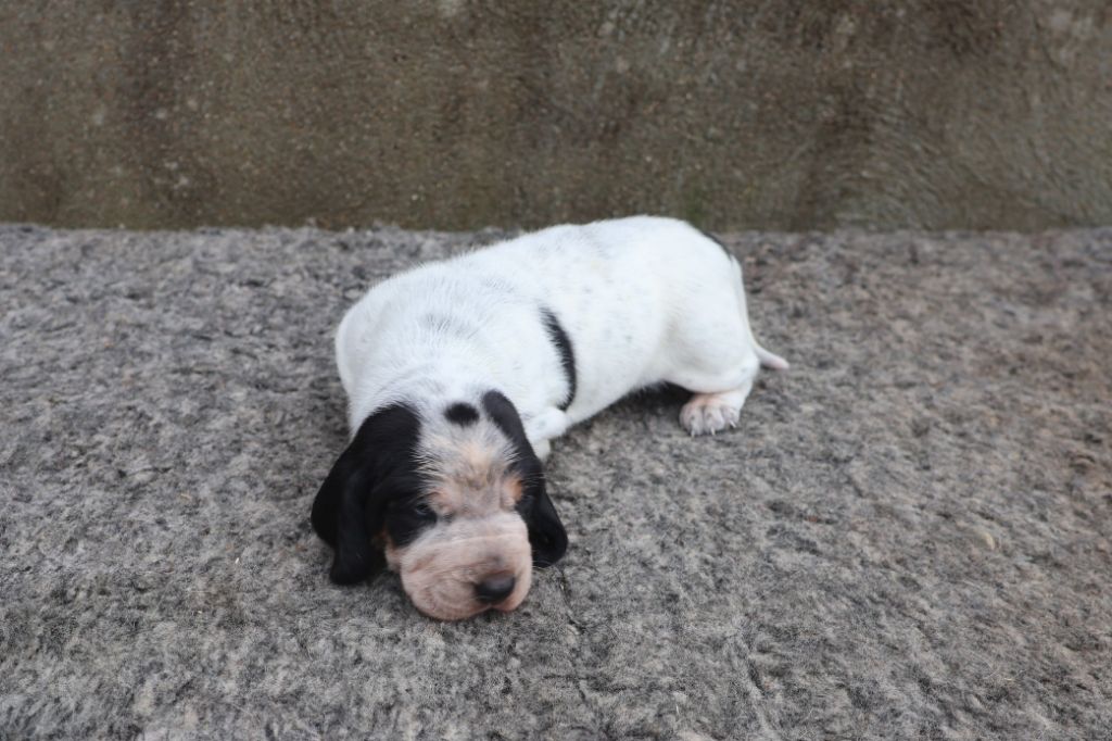 des vallées longeronnaises - Chiot disponible  - Basset bleu de Gascogne