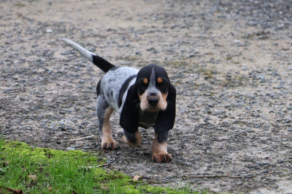 des vallées longeronnaises - Chiot disponible  - Basset bleu de Gascogne