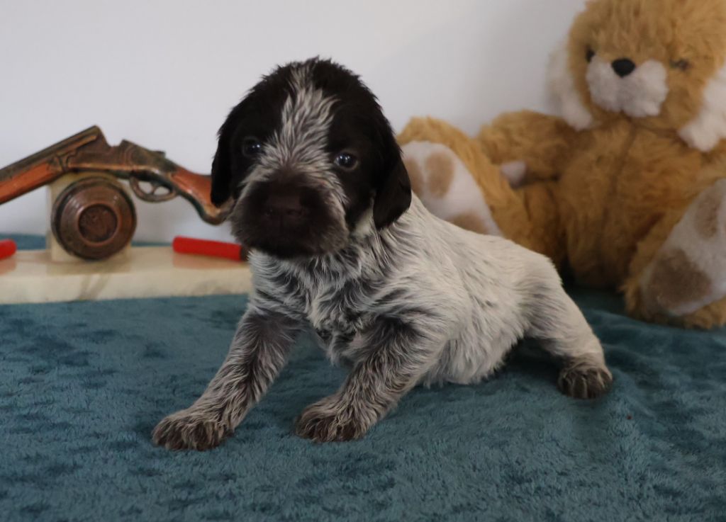 des vallées longeronnaises - Chiot disponible  - Griffon d'arrêt à poil dur Korthals