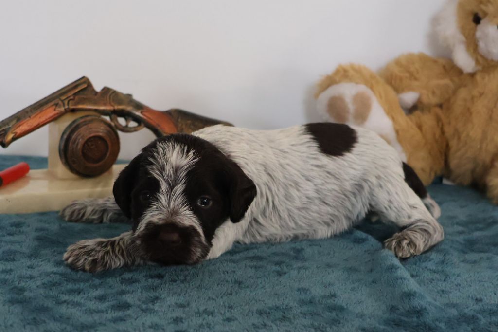 des vallées longeronnaises - Chiot disponible  - Griffon d'arrêt à poil dur Korthals