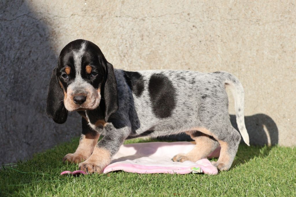 des vallées longeronnaises - Chiot disponible  - Basset bleu de Gascogne