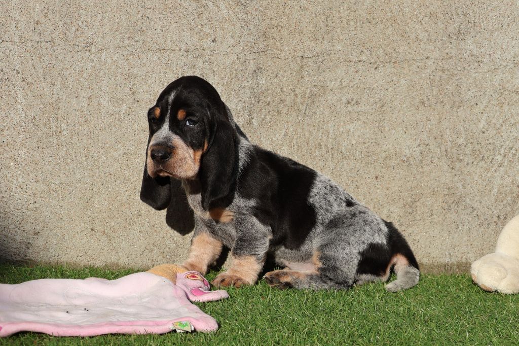 des vallées longeronnaises - Chiot disponible  - Basset bleu de Gascogne