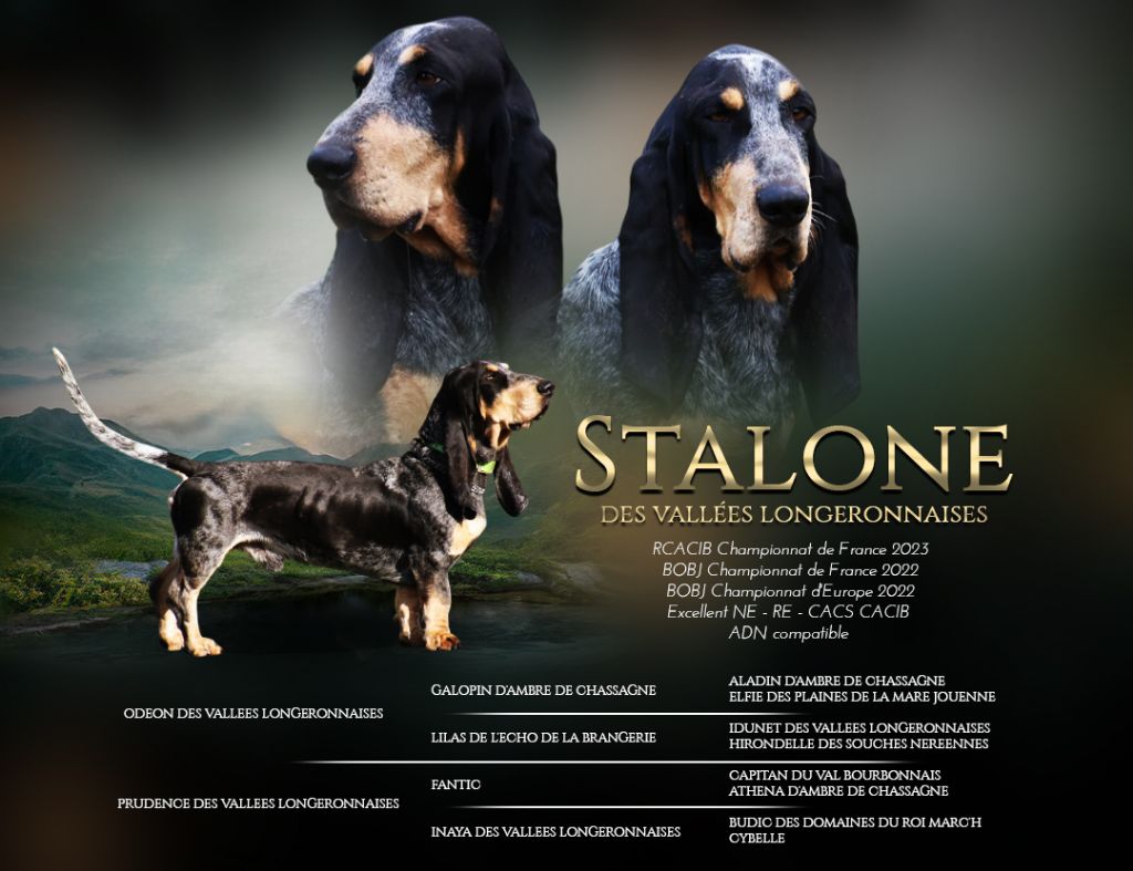 Stalone des vallées longeronnaises