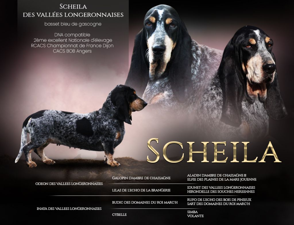 Scheila des vallées longeronnaises