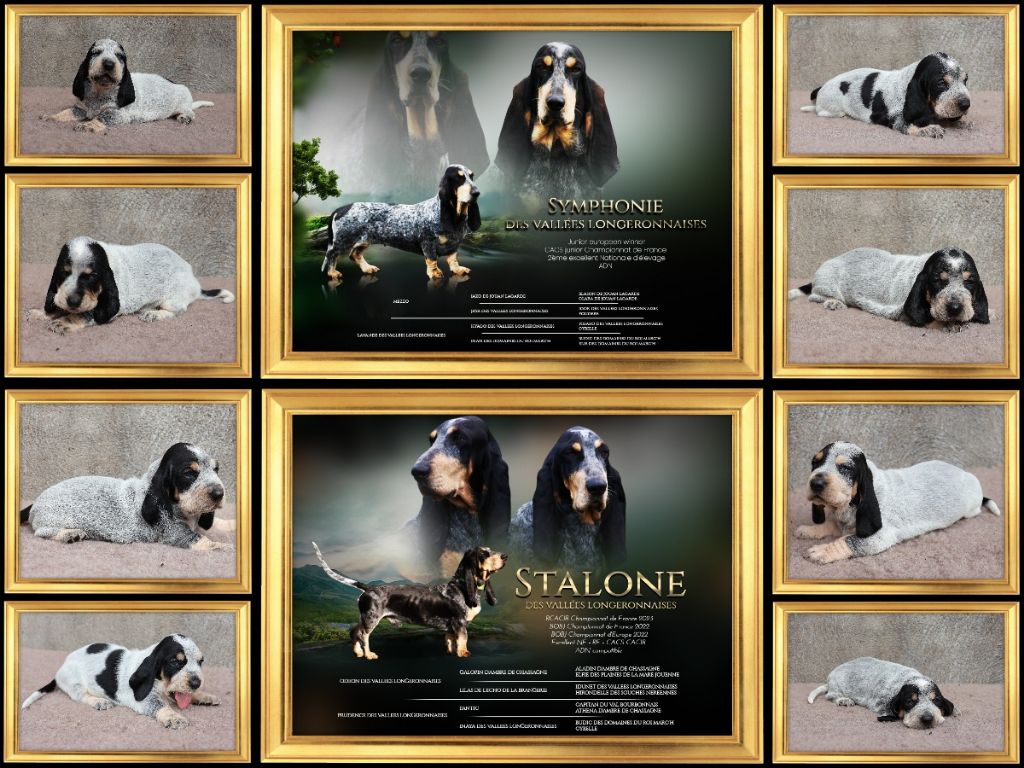 Chiot Basset bleu de Gascogne des vallées longeronnaises