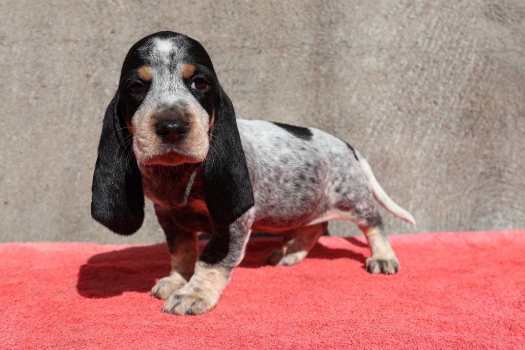 des vallées longeronnaises - Chiots disponibles - Basset bleu de Gascogne