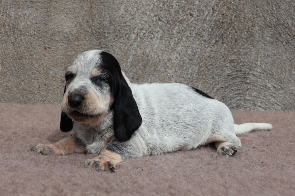 des vallées longeronnaises - Chiots disponibles - Basset bleu de Gascogne