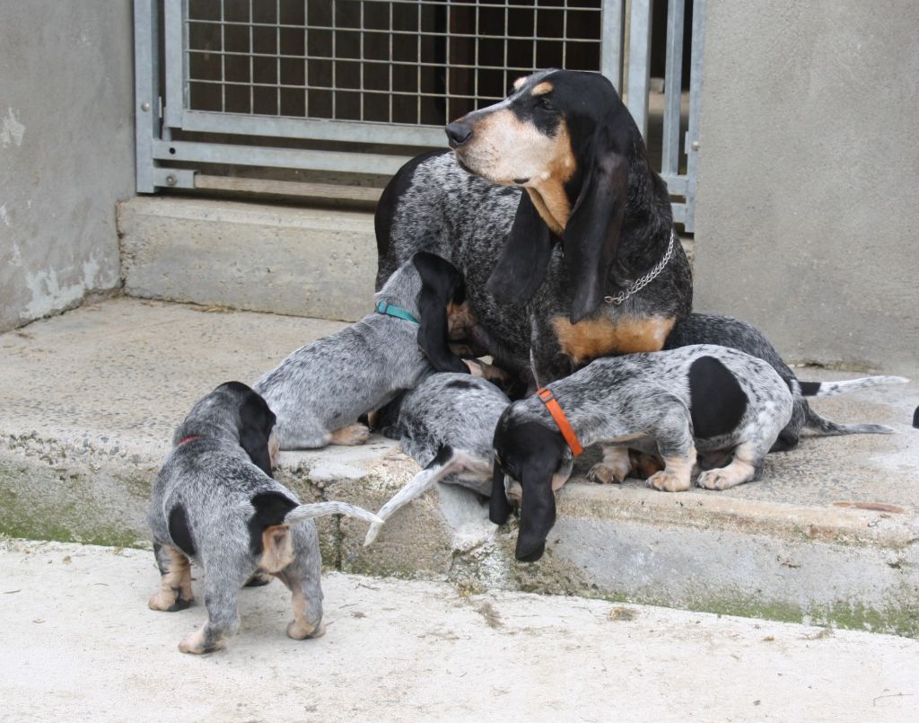 Chiot Basset bleu de Gascogne des vallées longeronnaises