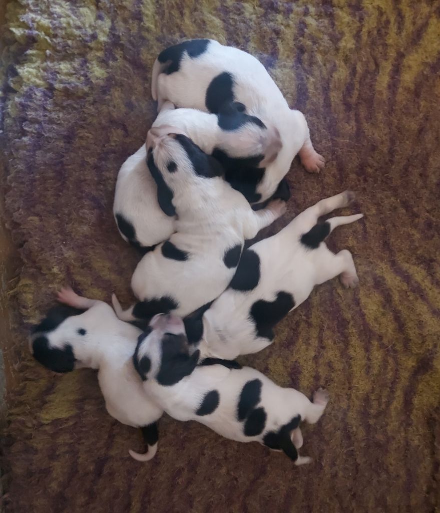 des vallées longeronnaises - Chiots disponibles - Basset bleu de Gascogne
