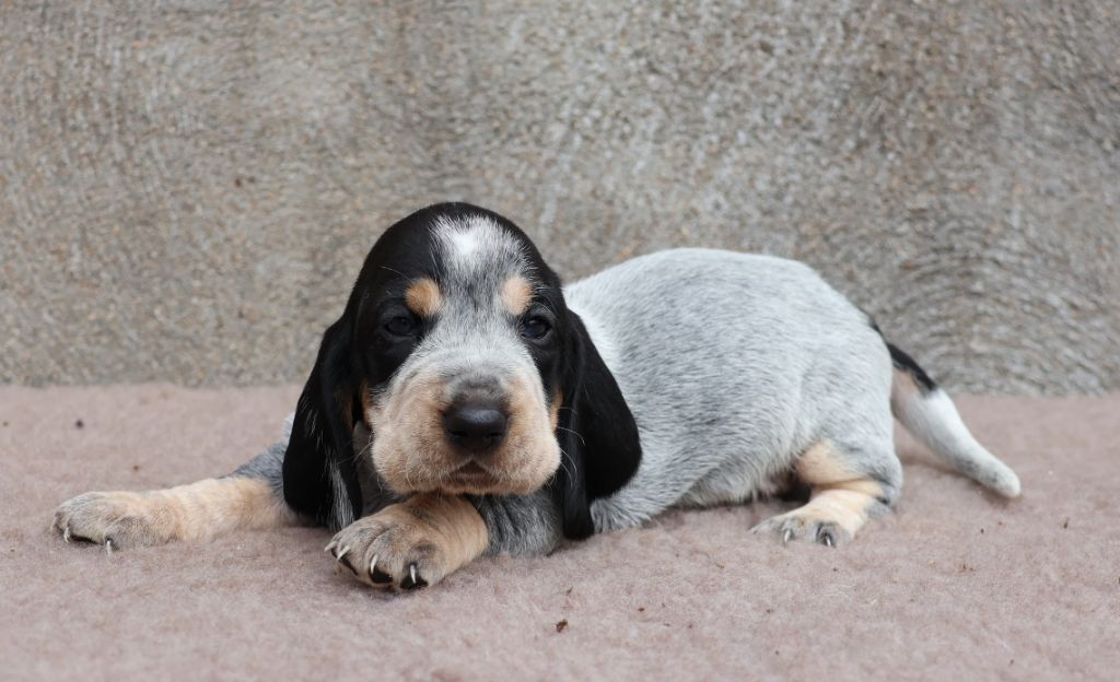 des vallées longeronnaises - Chiots disponibles - Basset bleu de Gascogne