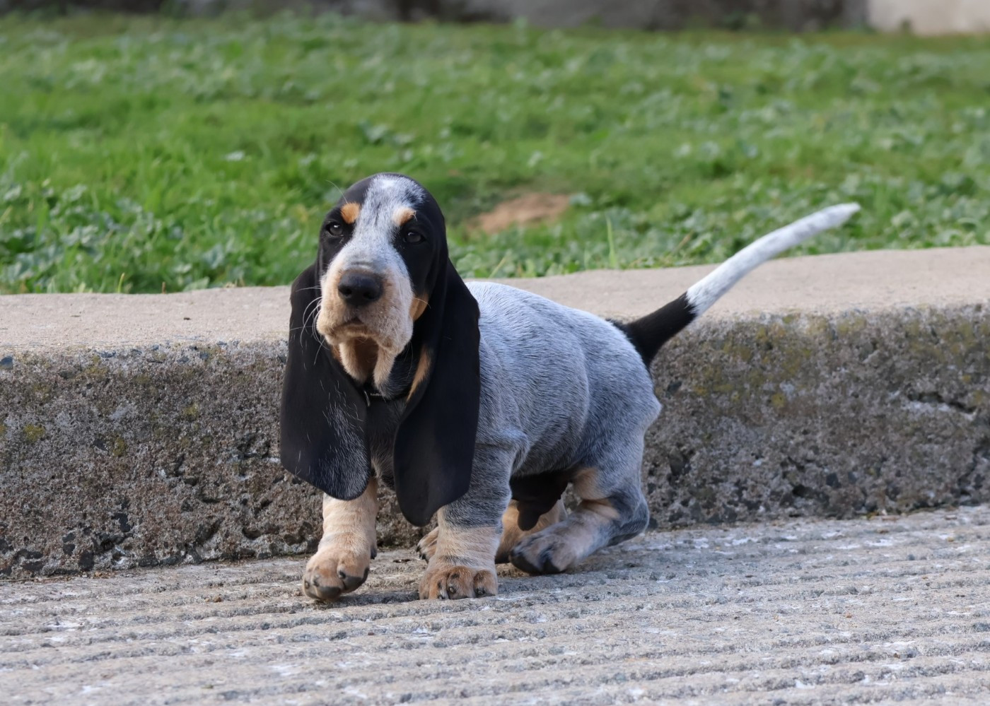 des vallées longeronnaises - Chiots disponibles - Basset bleu de Gascogne