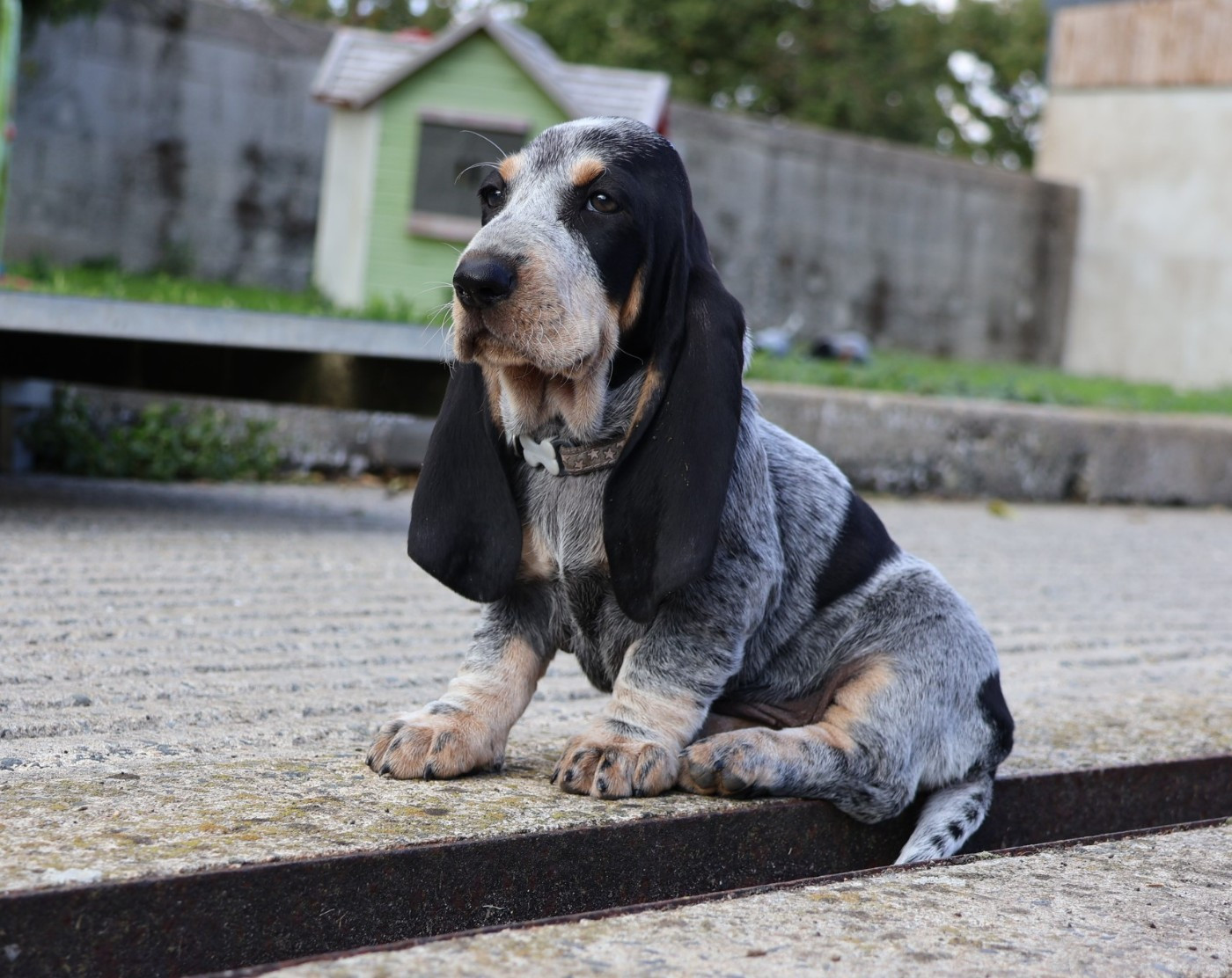 des vallées longeronnaises - Chiots disponibles - Basset bleu de Gascogne