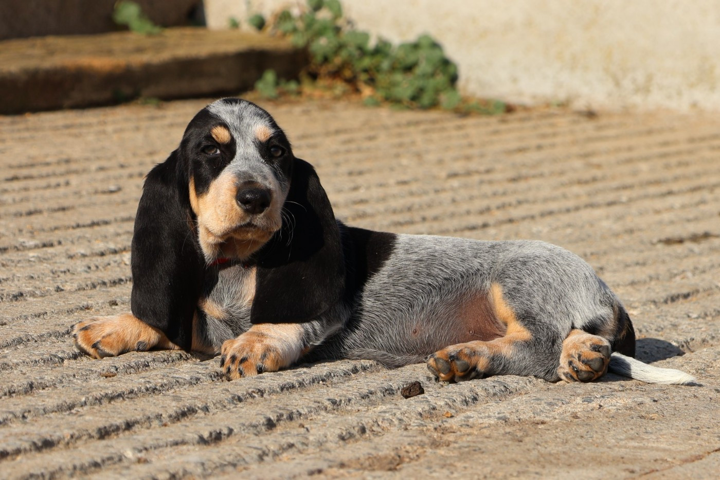 des vallées longeronnaises - Chiots disponibles - Basset bleu de Gascogne