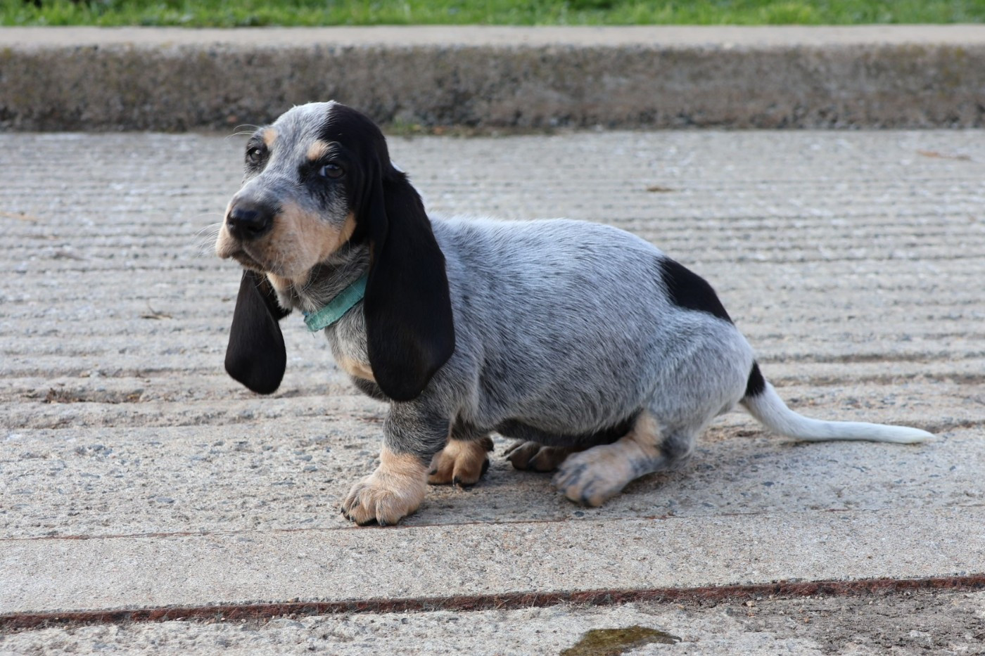 des vallées longeronnaises - Chiots disponibles - Basset bleu de Gascogne