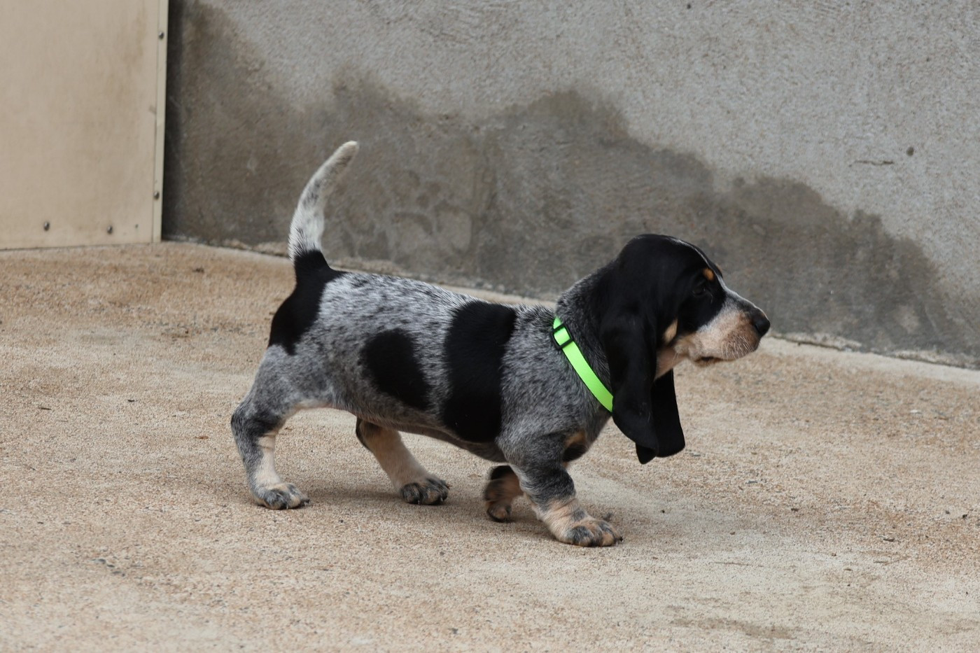 des vallées longeronnaises - Chiots disponibles - Basset bleu de Gascogne