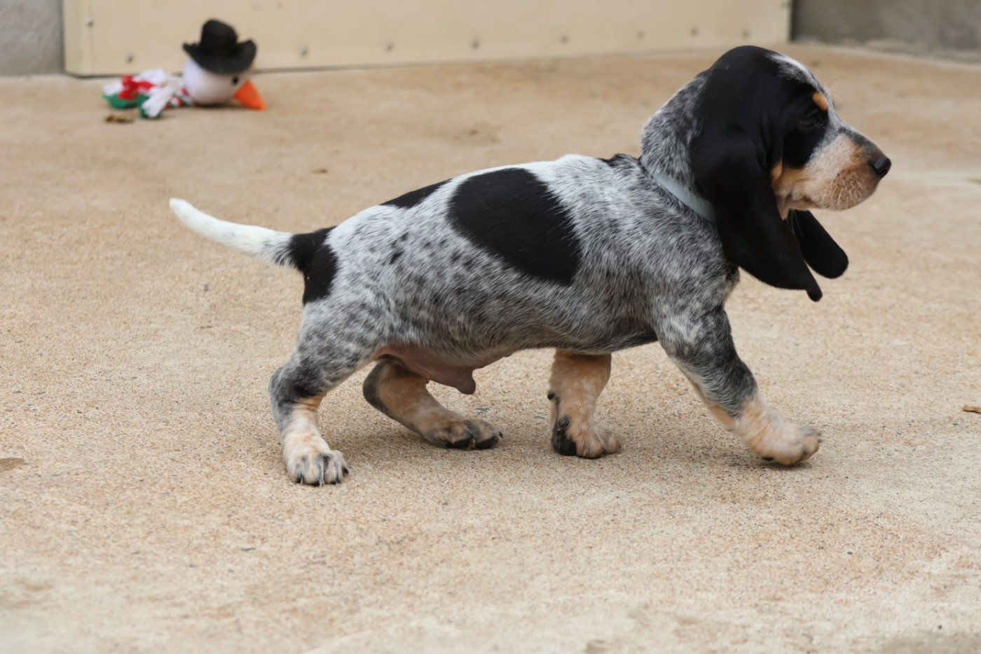 des vallées longeronnaises - Chiots disponibles - Basset bleu de Gascogne