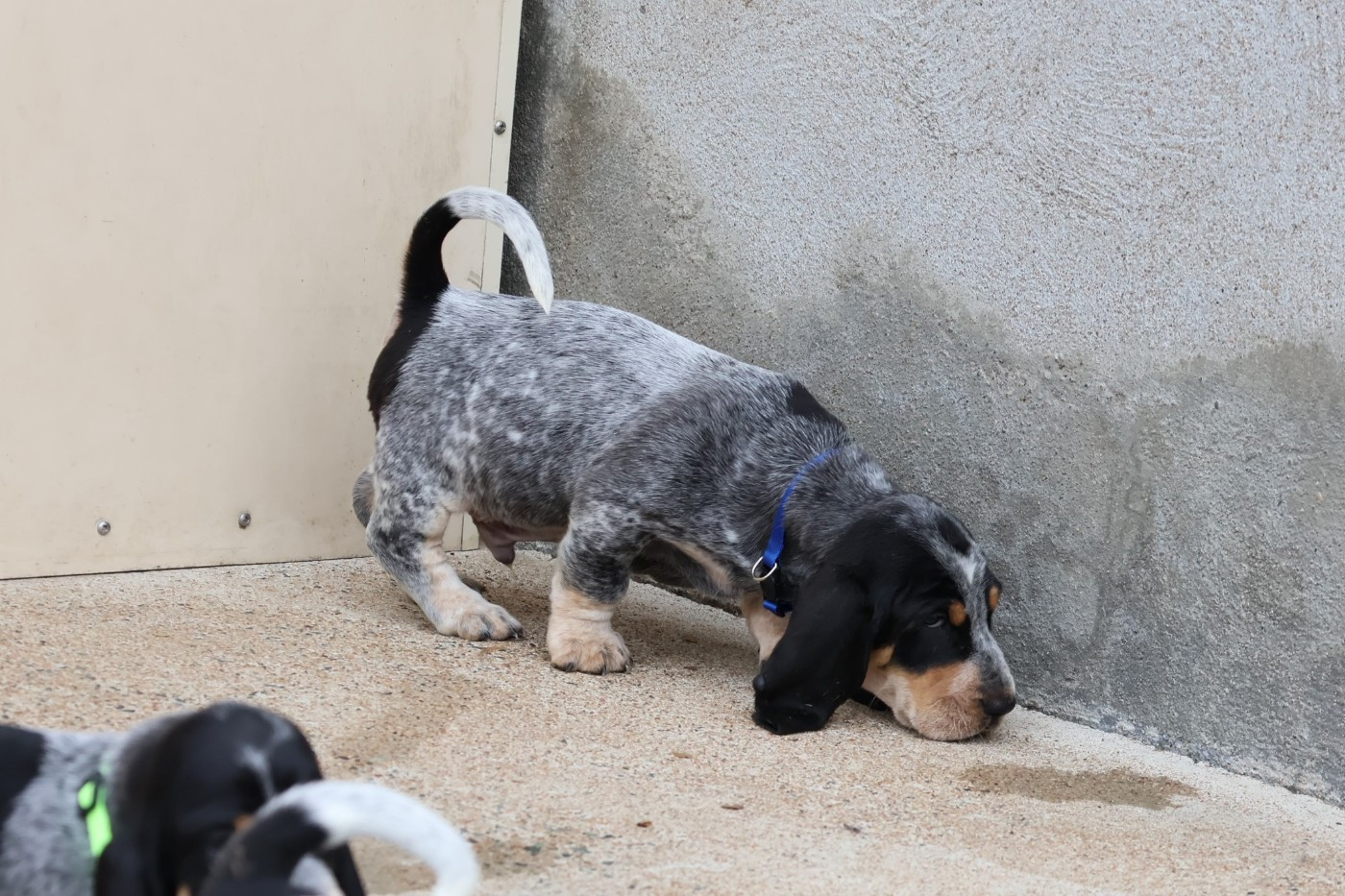 des vallées longeronnaises - Chiots disponibles - Basset bleu de Gascogne