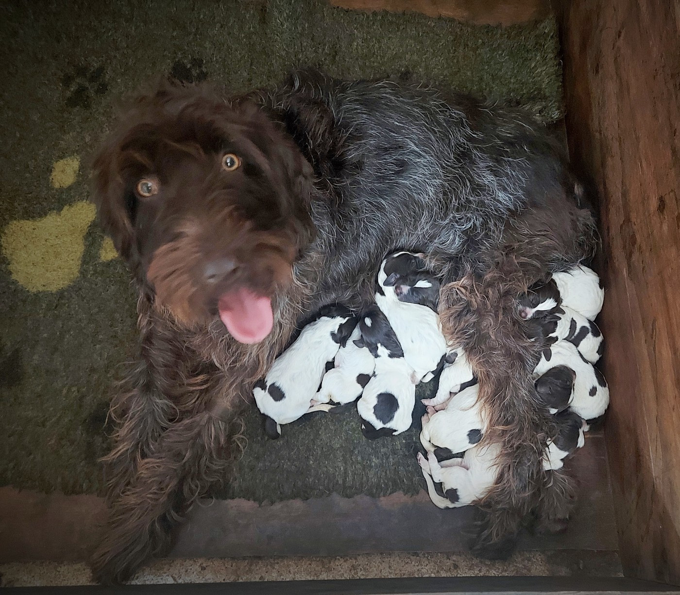 Cachorro Griffon d'arrêt à poil dur Korthals des vallées longeronnaises