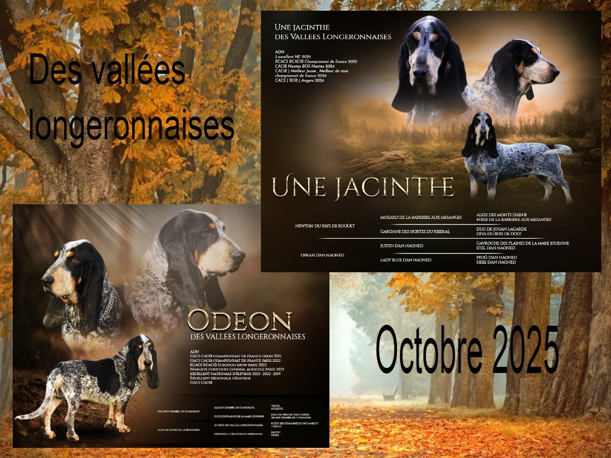 des vallées longeronnaises - Basset bleu de Gascogne - Portée née le 01/10/2025