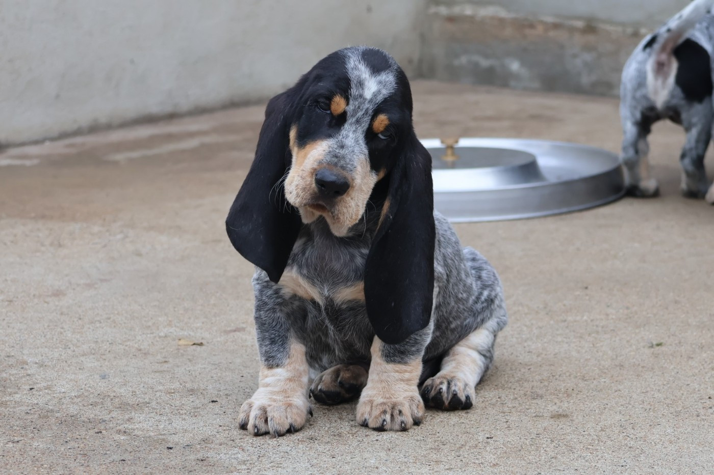 des vallées longeronnaises - Chiots disponibles - Basset bleu de Gascogne