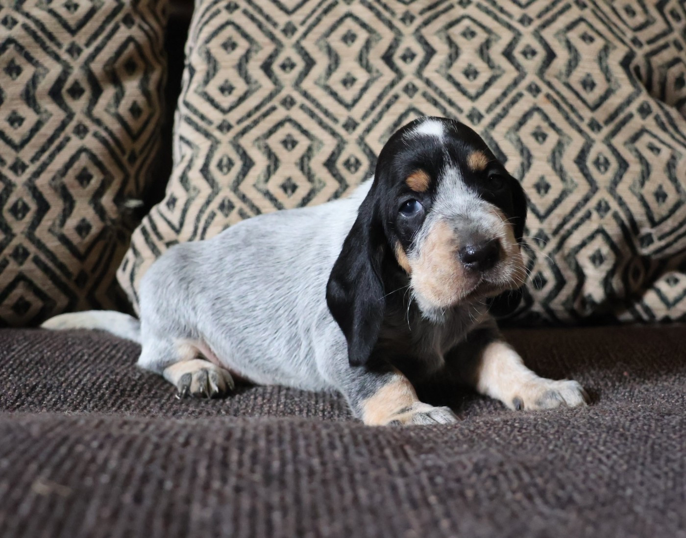 des vallées longeronnaises - Chiots disponibles - Basset bleu de Gascogne