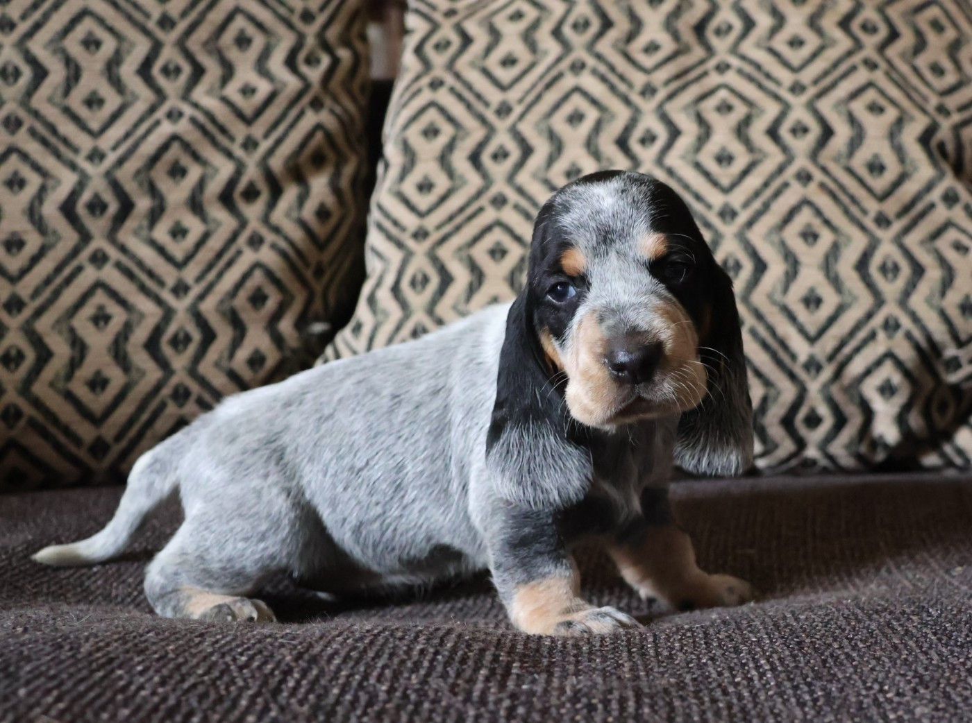 des vallées longeronnaises - Chiots disponibles - Basset bleu de Gascogne