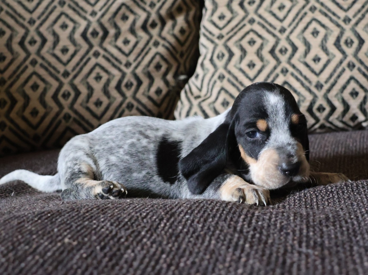 des vallées longeronnaises - Chiots disponibles - Basset bleu de Gascogne