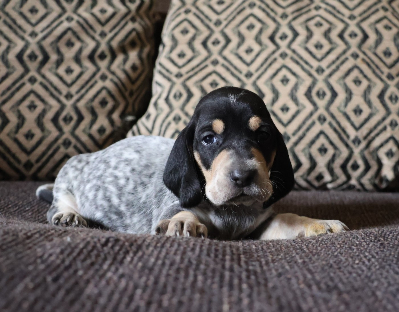 des vallées longeronnaises - Chiots disponibles - Basset bleu de Gascogne