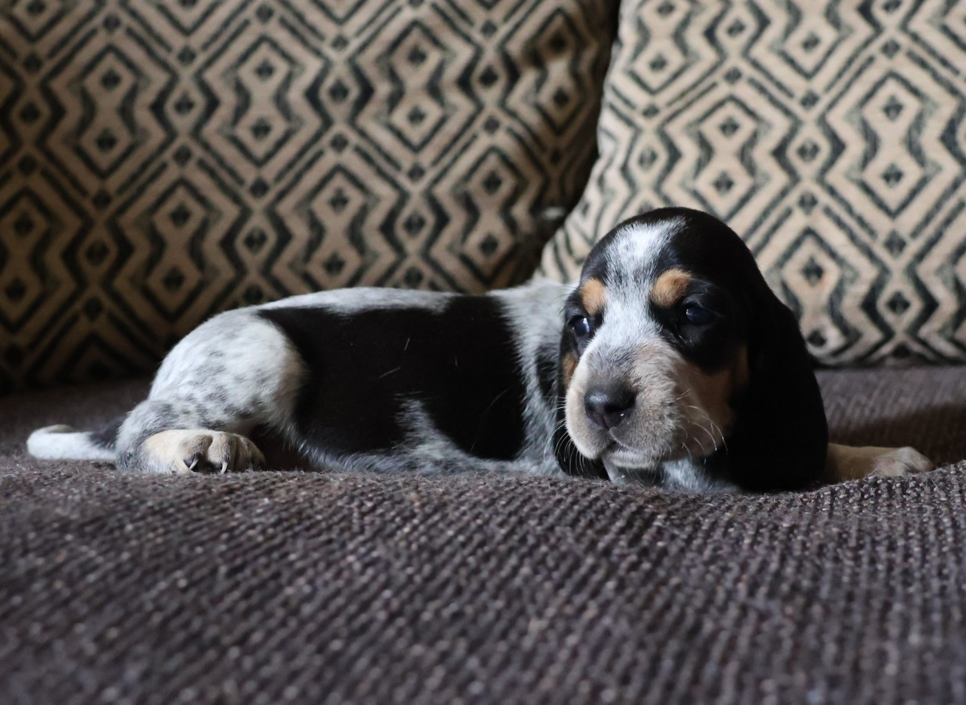 des vallées longeronnaises - Chiots disponibles - Basset bleu de Gascogne