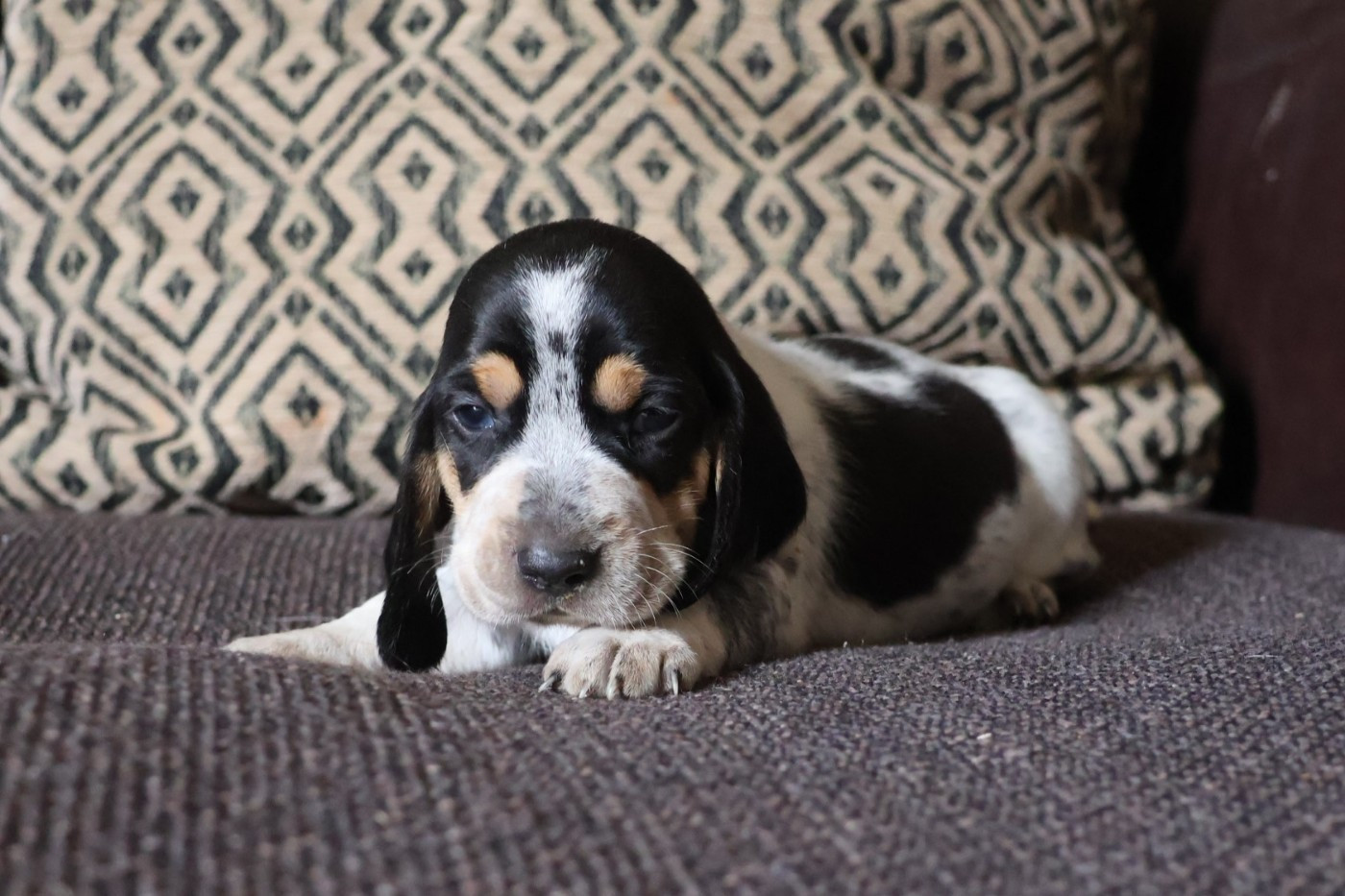 des vallées longeronnaises - Chiots disponibles - Basset bleu de Gascogne