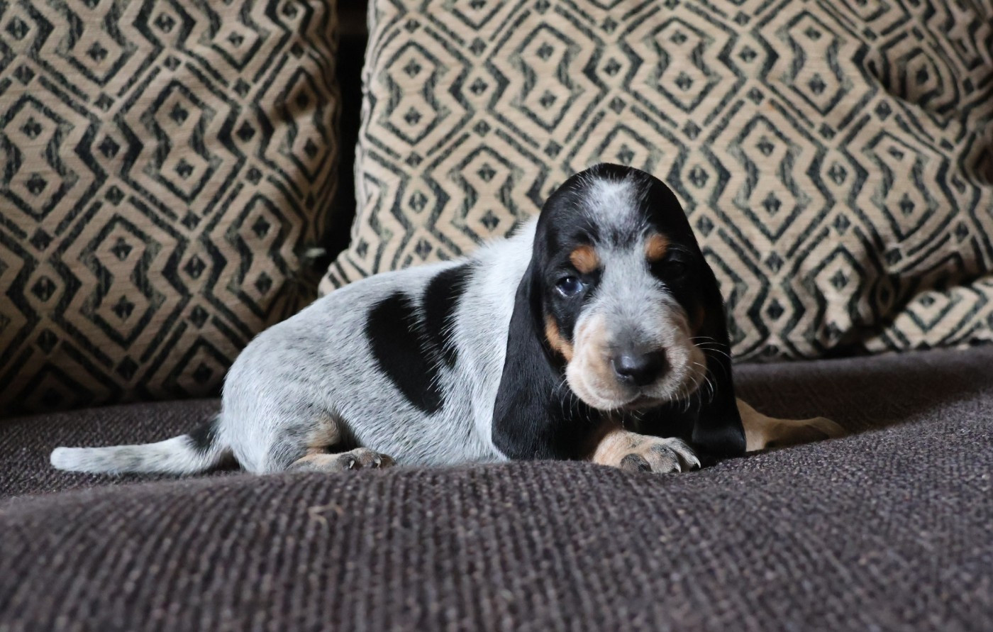 des vallées longeronnaises - Chiots disponibles - Basset bleu de Gascogne