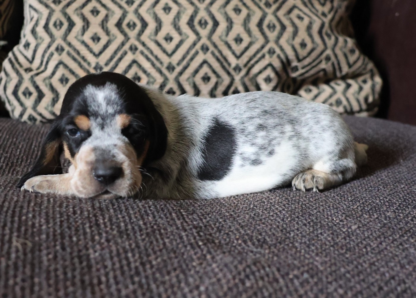 des vallées longeronnaises - Chiots disponibles - Basset bleu de Gascogne