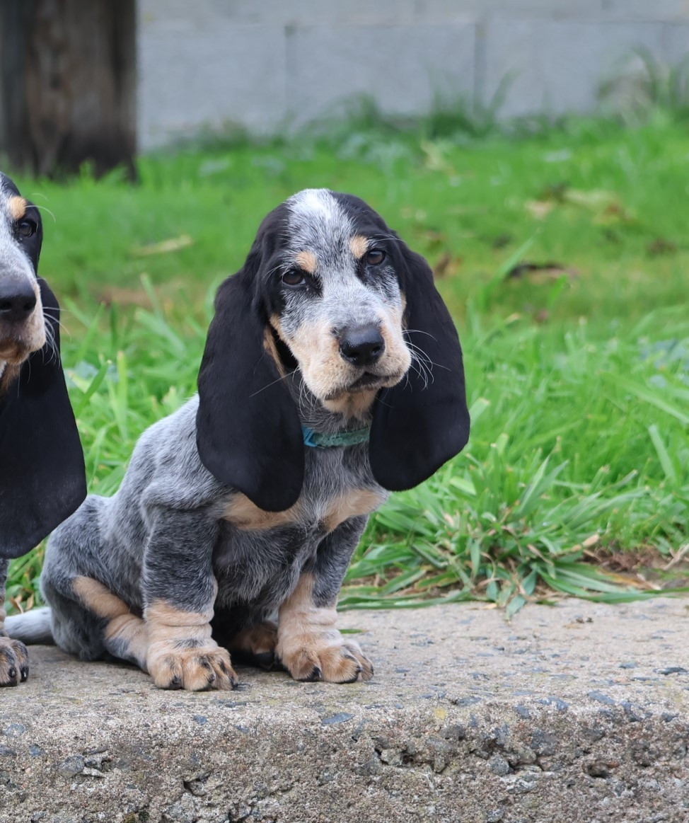 des vallées longeronnaises - Chiots disponibles - Basset bleu de Gascogne