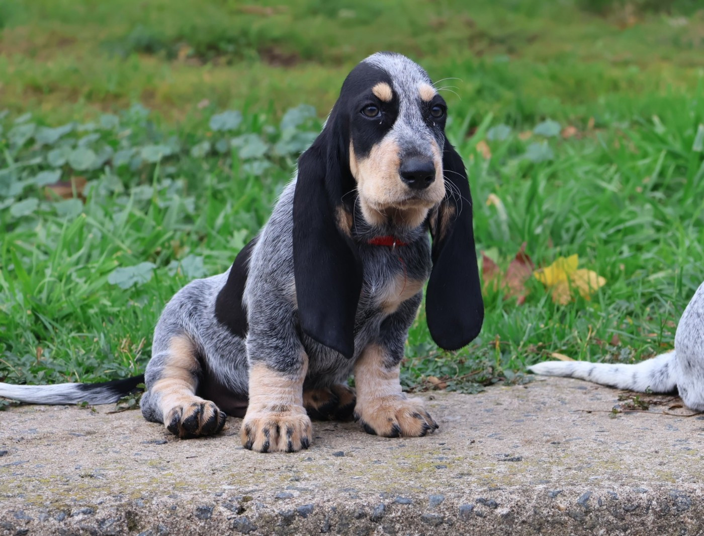 des vallées longeronnaises - Chiots disponibles - Basset bleu de Gascogne