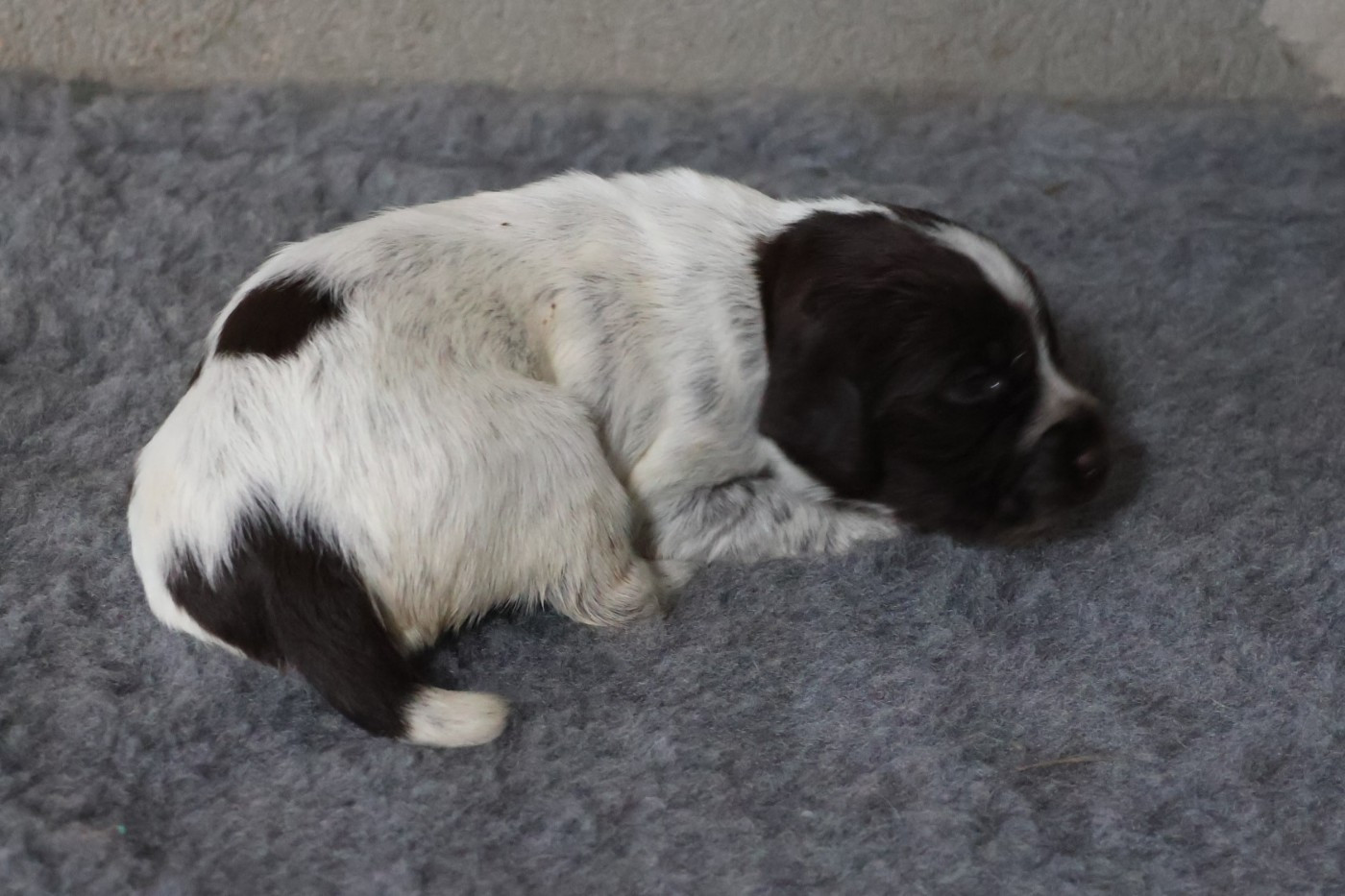 des vallées longeronnaises - Chiots disponibles - Griffon d'arrêt à poil dur Korthals