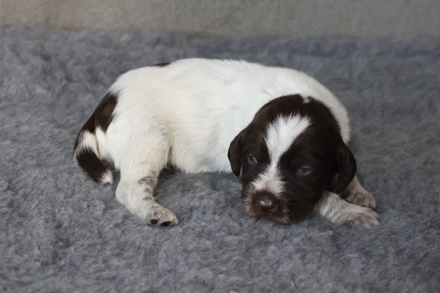 des vallées longeronnaises - Chiots disponibles - Griffon d'arrêt à poil dur Korthals