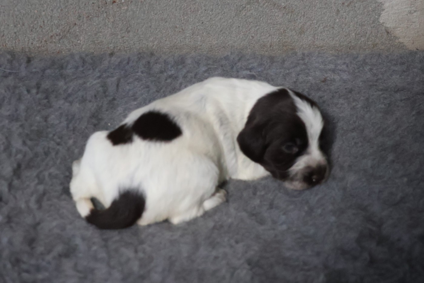 des vallées longeronnaises - Chiots disponibles - Griffon d'arrêt à poil dur Korthals