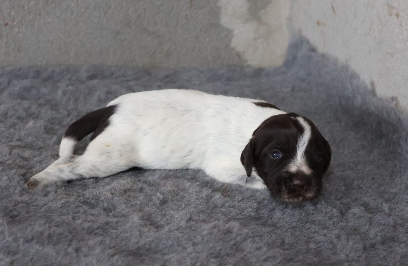 des vallées longeronnaises - Chiots disponibles - Griffon d'arrêt à poil dur Korthals