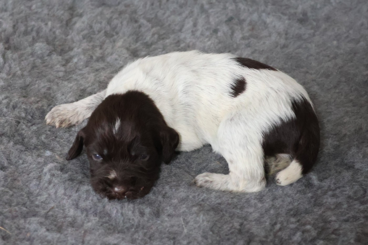 des vallées longeronnaises - Chiots disponibles - Griffon d'arrêt à poil dur Korthals