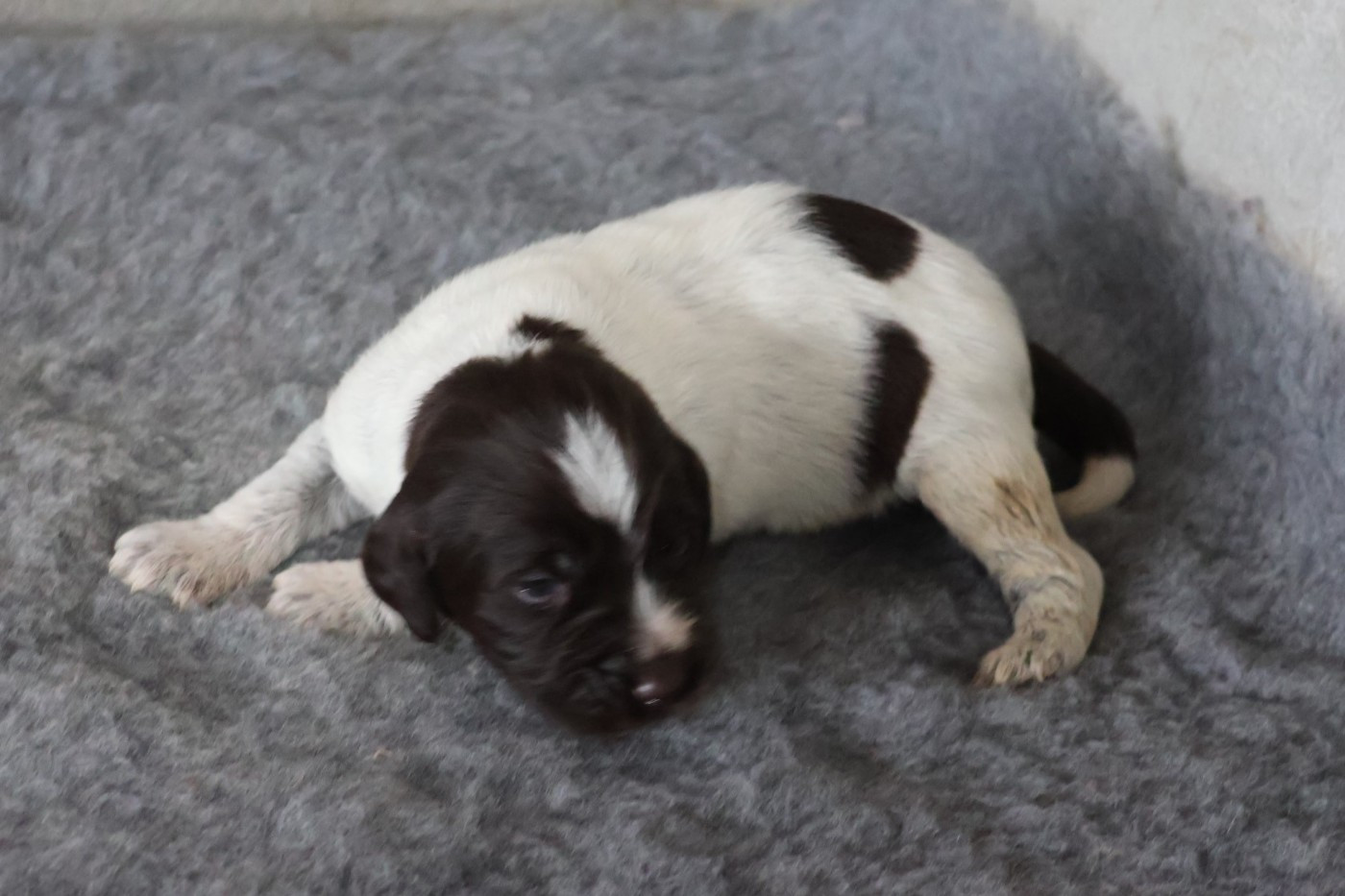 des vallées longeronnaises - Chiots disponibles - Griffon d'arrêt à poil dur Korthals